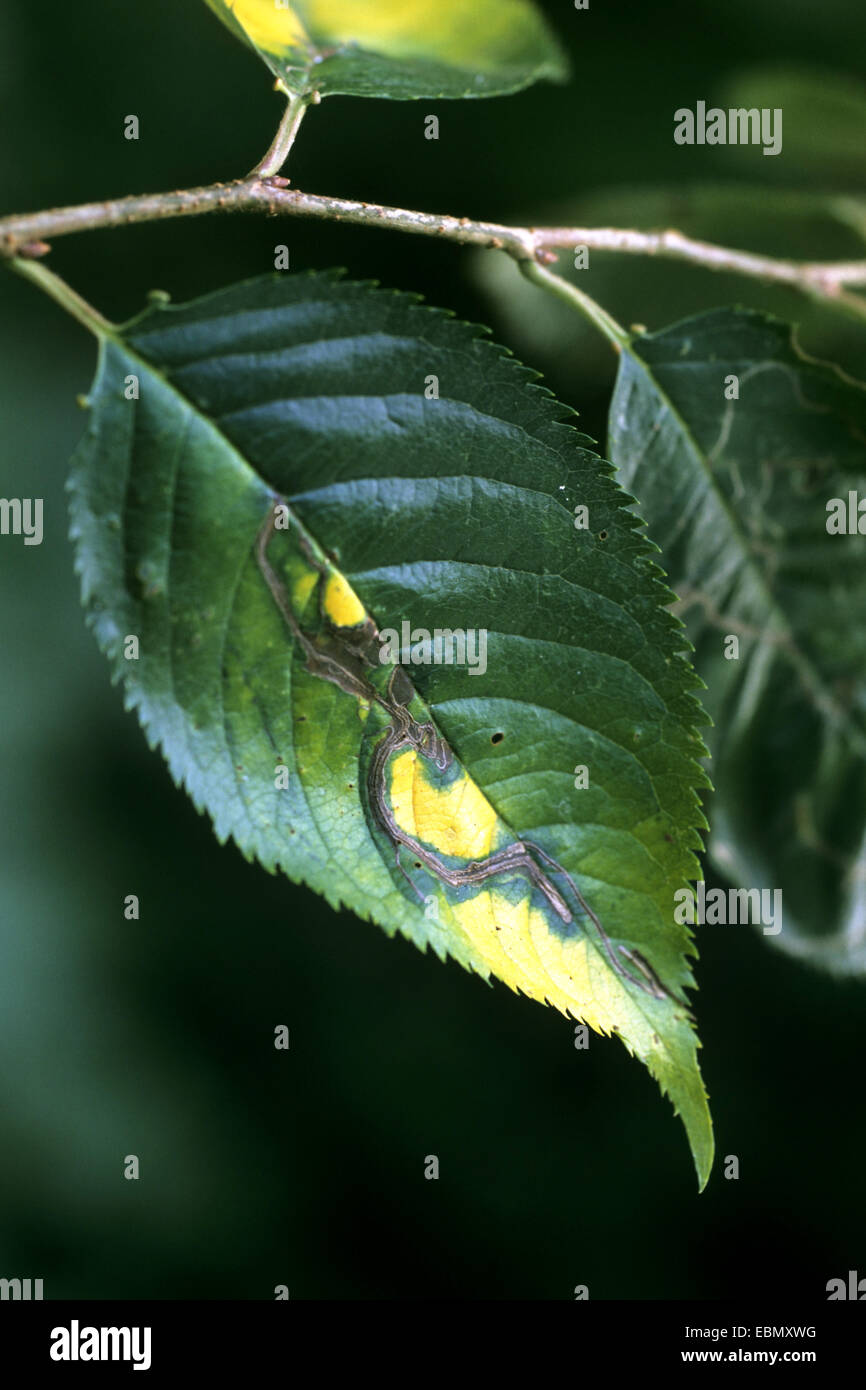 apple leafminer, Clerk's snowy bentwing (Lyonetia clerkella), at a leaf of the genus Prunus Stock Photo