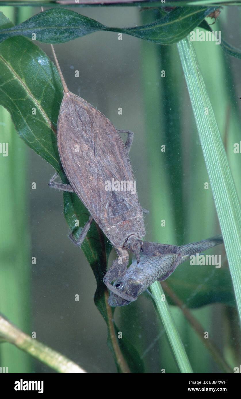 water scorpion (Nepa cinerea, Nepa rubra), with caught fish, Germany ...