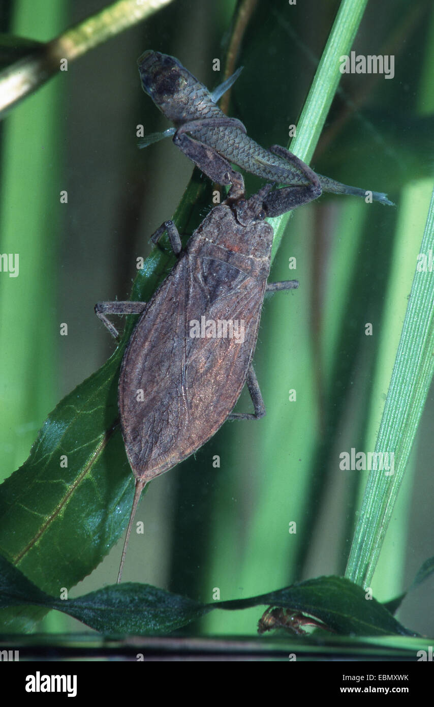water scorpion (Nepa cinerea, Nepa rubra), with caught fish, Germany ...