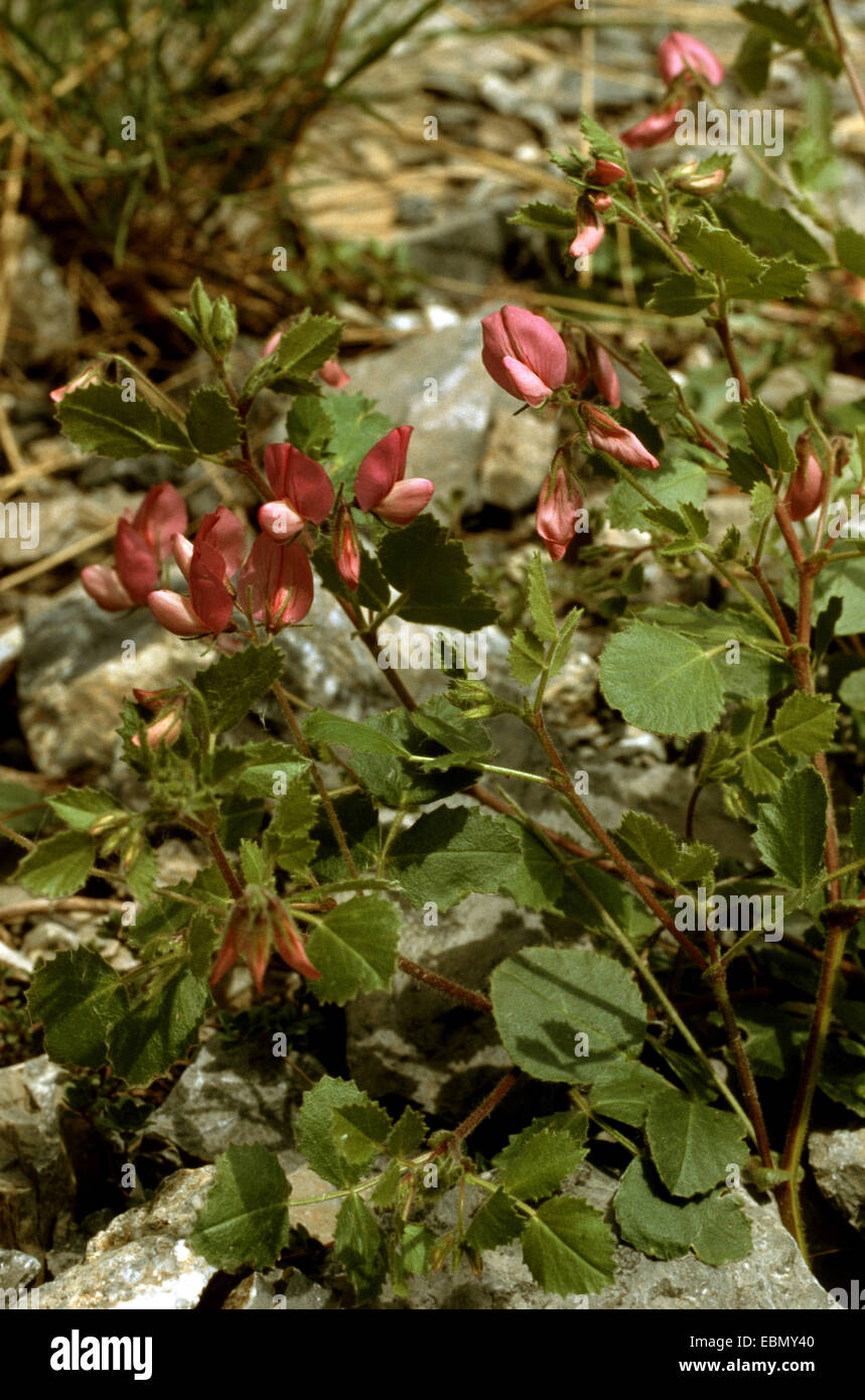 round-leaved restharrow (Ononis rotundifolia), blooming Stock Photo