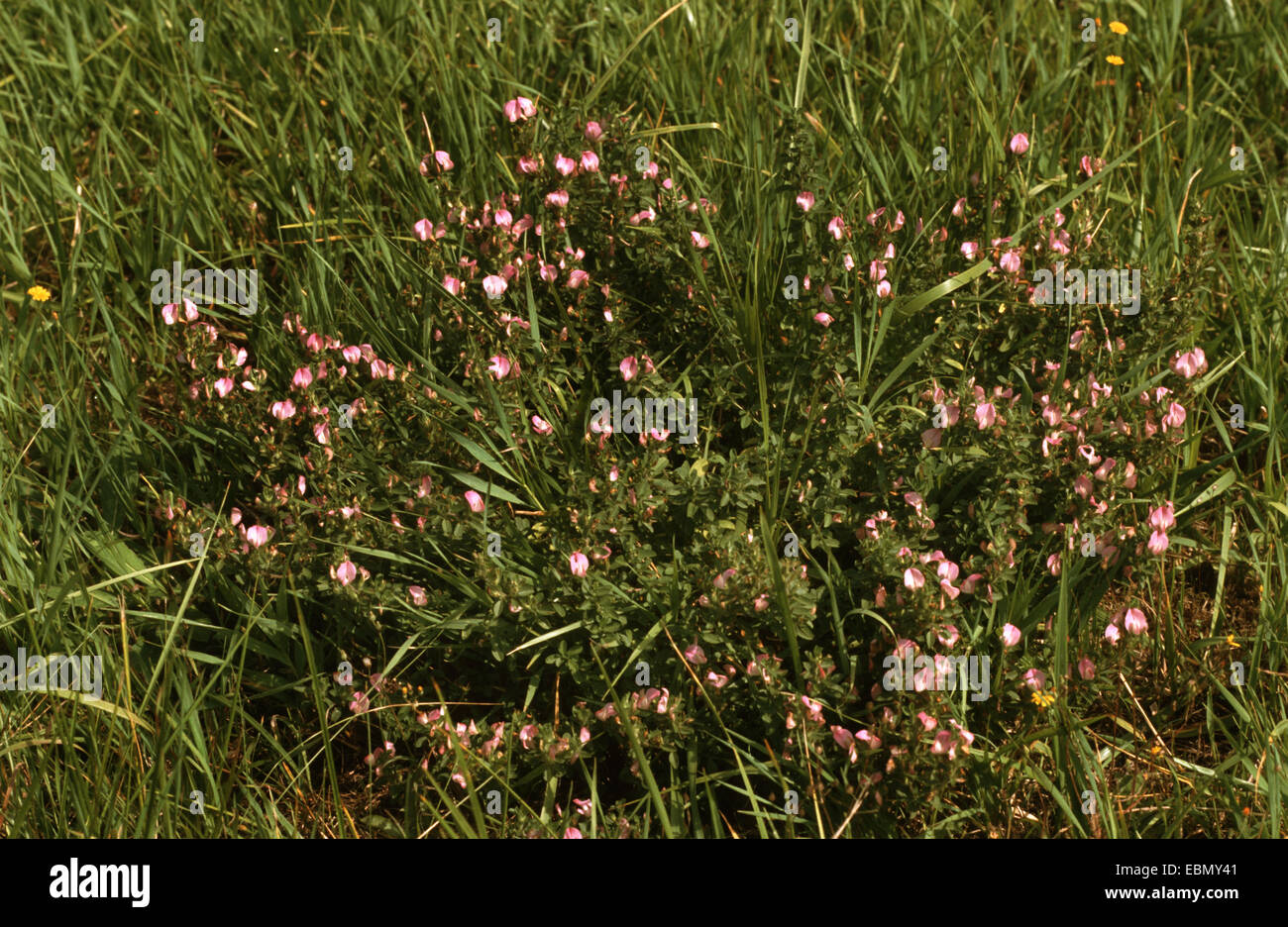common restharrow (Ononis repens), blooming, Germany Stock Photo