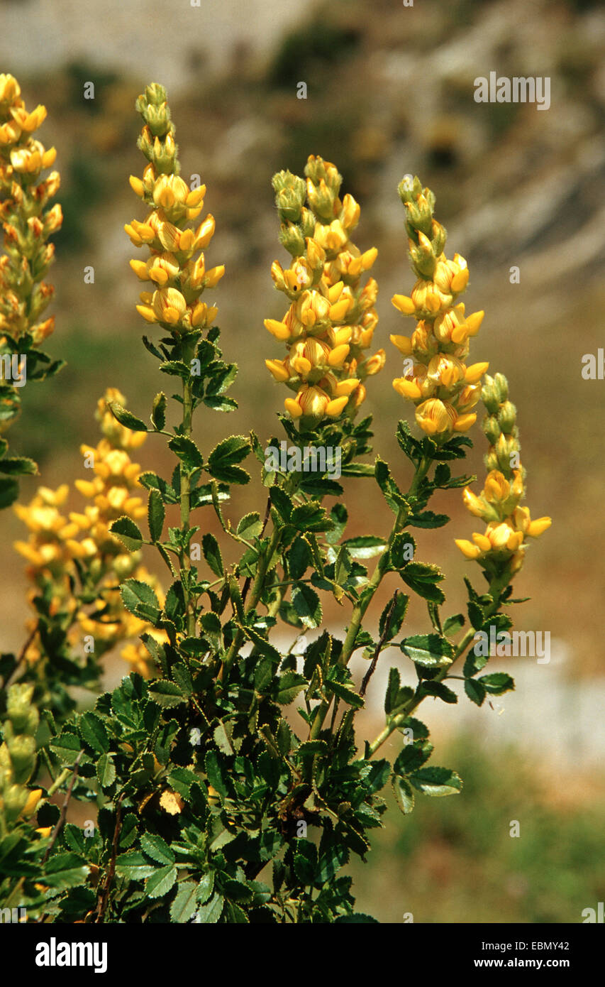 Ononis speciosa (Ononis speciosa), blooming, Spain, Andalusia, Sierra Nevada Stock Photo