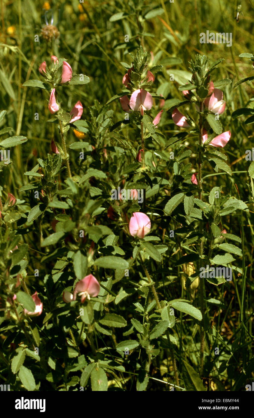 Austrian spiny restharrow (Ononis spinosa ssp. austriaca, Ononis spinosa ssp. austriaca), blooming, Austria Stock Photo