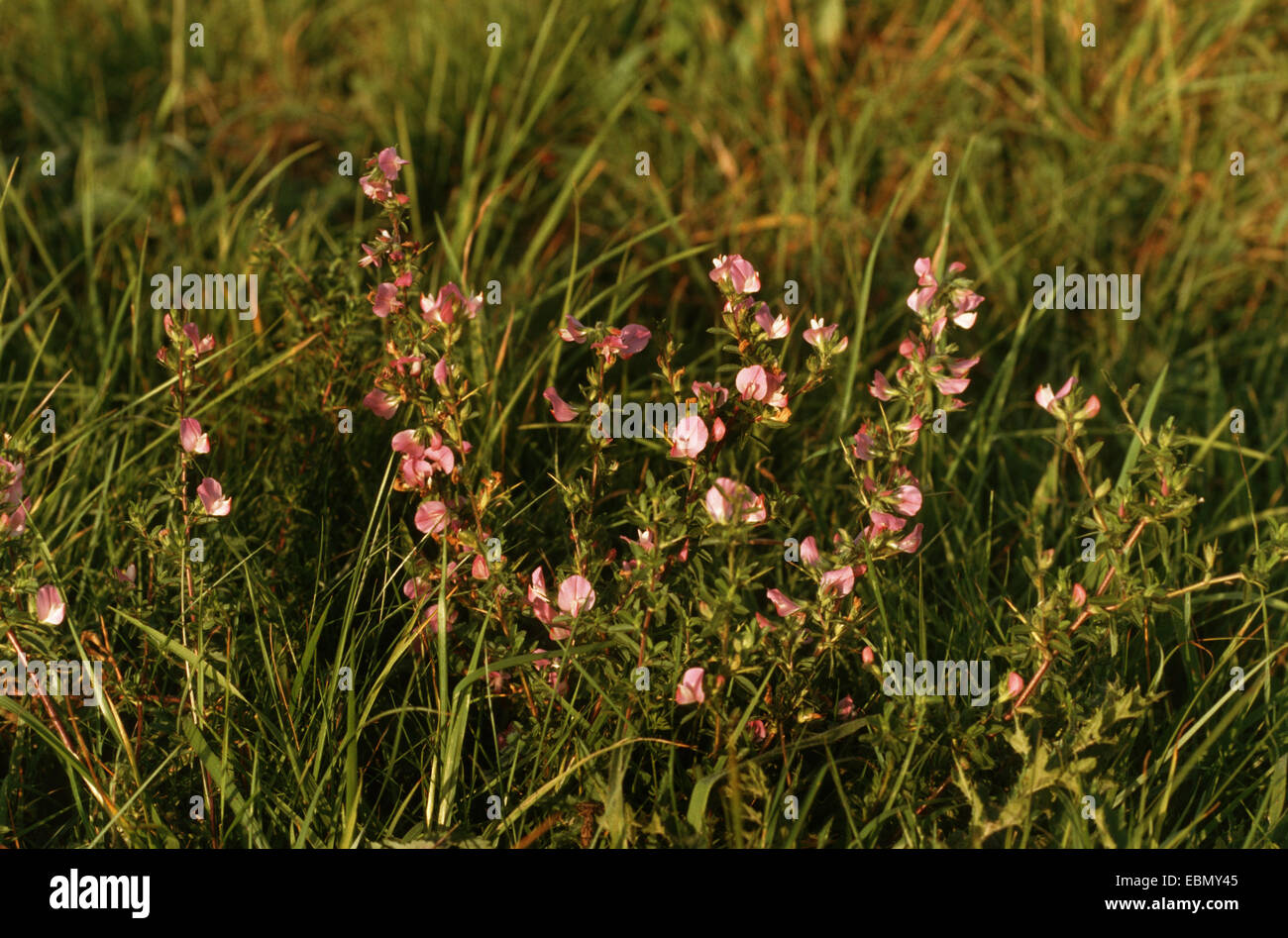 spiny restharrow (Ononis spinosa, Ononis spinosa subsp. spinosa), blooming, Germany Stock Photo
