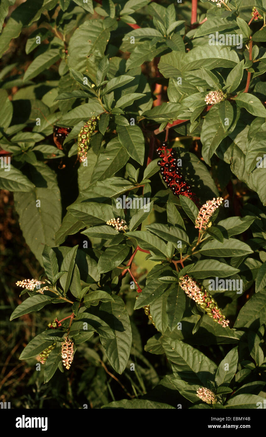 Common pokeweed, Virginian poke, American pokeweed, American nightshade, Inkberry, Pigeon berry, Pokeroot, Pokeweed, Pokeberry (Phytolacca americana, Phytolacca decandra), with flowers and fruits Stock Photo