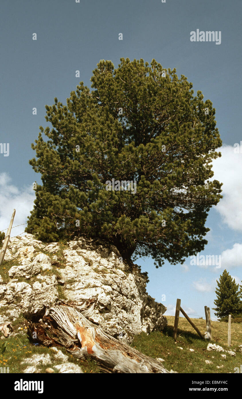 Swiss stone pine, arolla pine (Pinus cembra), Germany Stock Photo