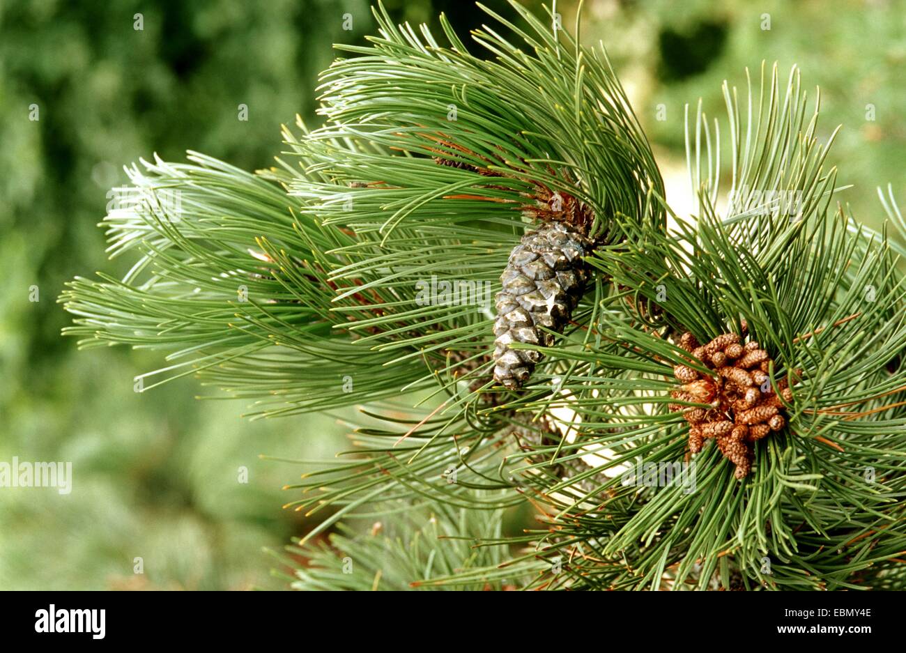 Bosnian Pine, Palebark Pine (Pinus leucodermis), branch with cones with male inflorescence Stock Photo