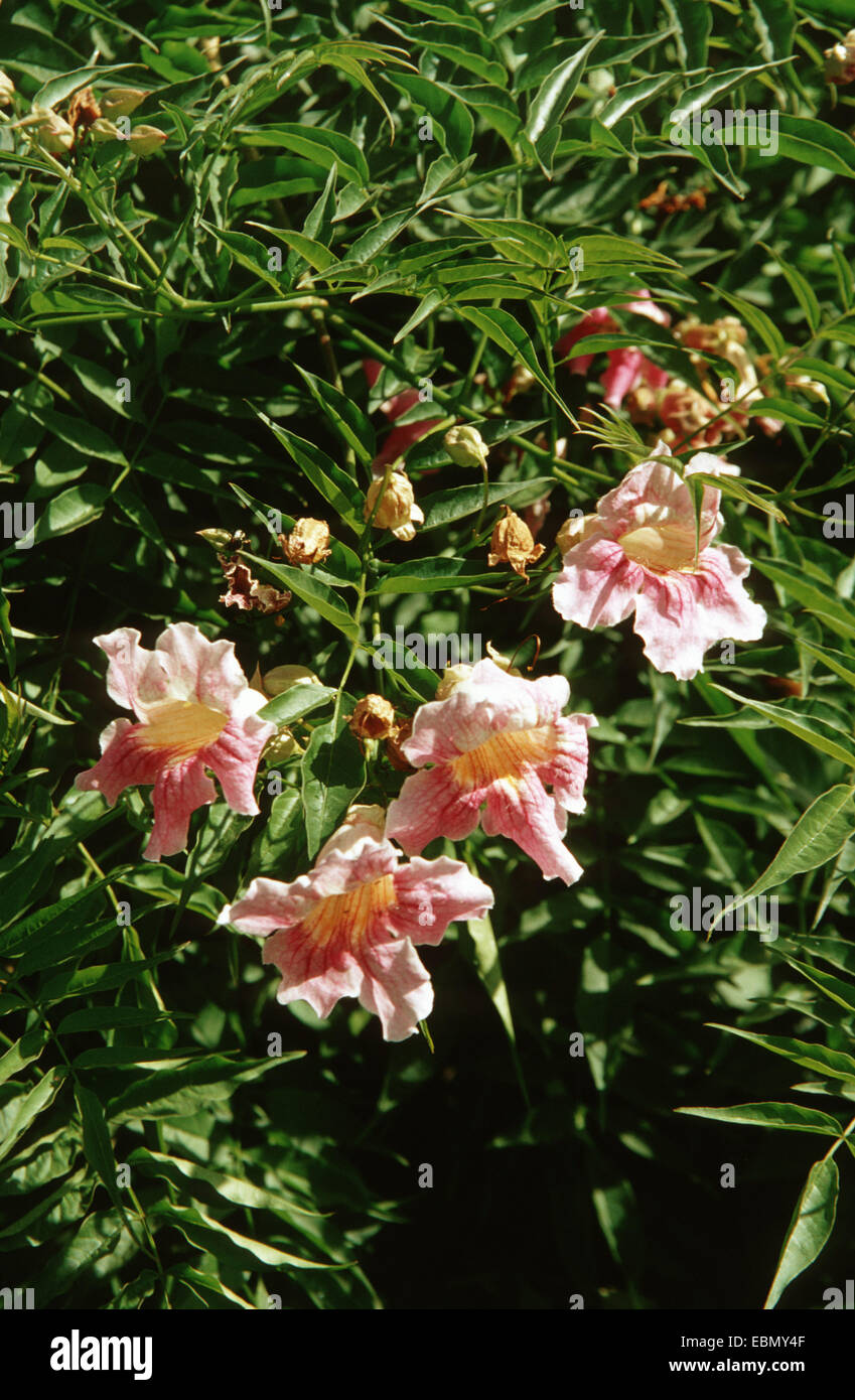 Podranea, Pink Trumpet Vine, Bignone Rose (Podranea ricasoliana), blooming Stock Photo