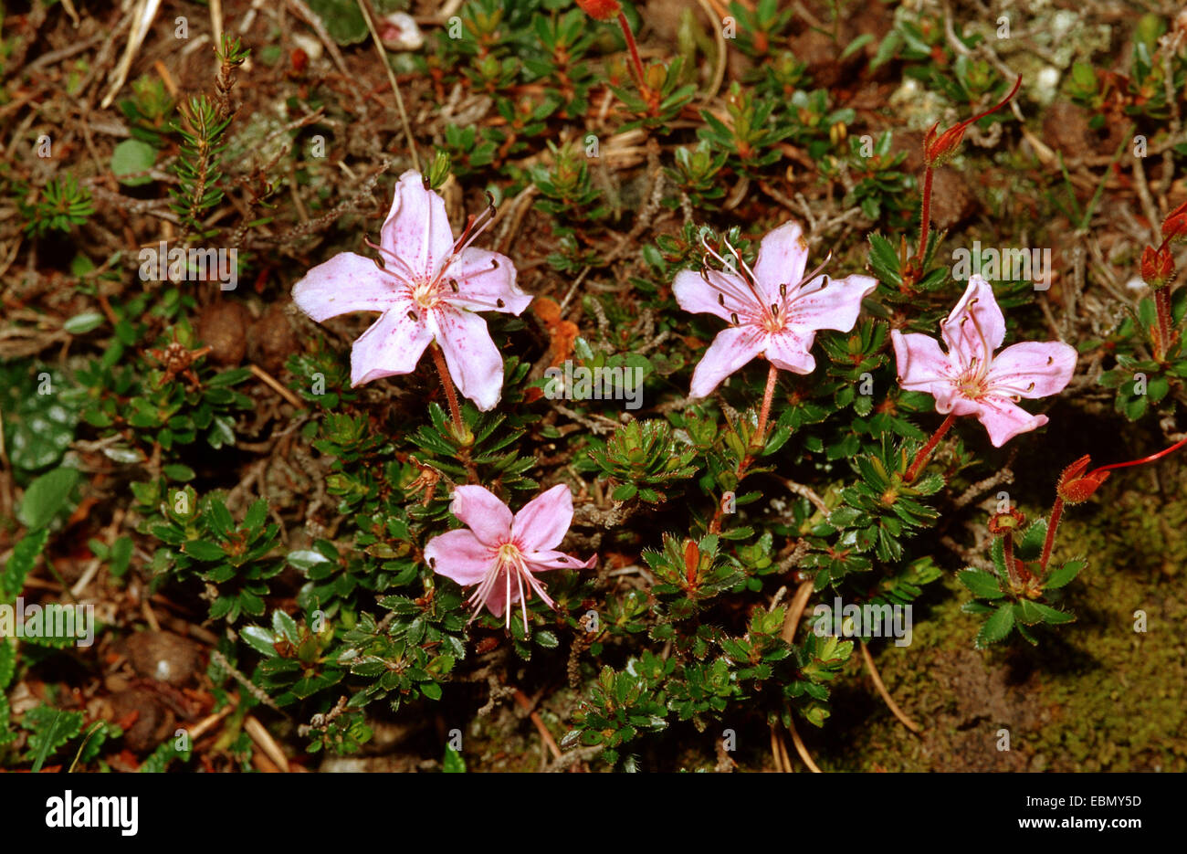 Rhodothamnus chamaecistus hires stock photography and images Alamy
