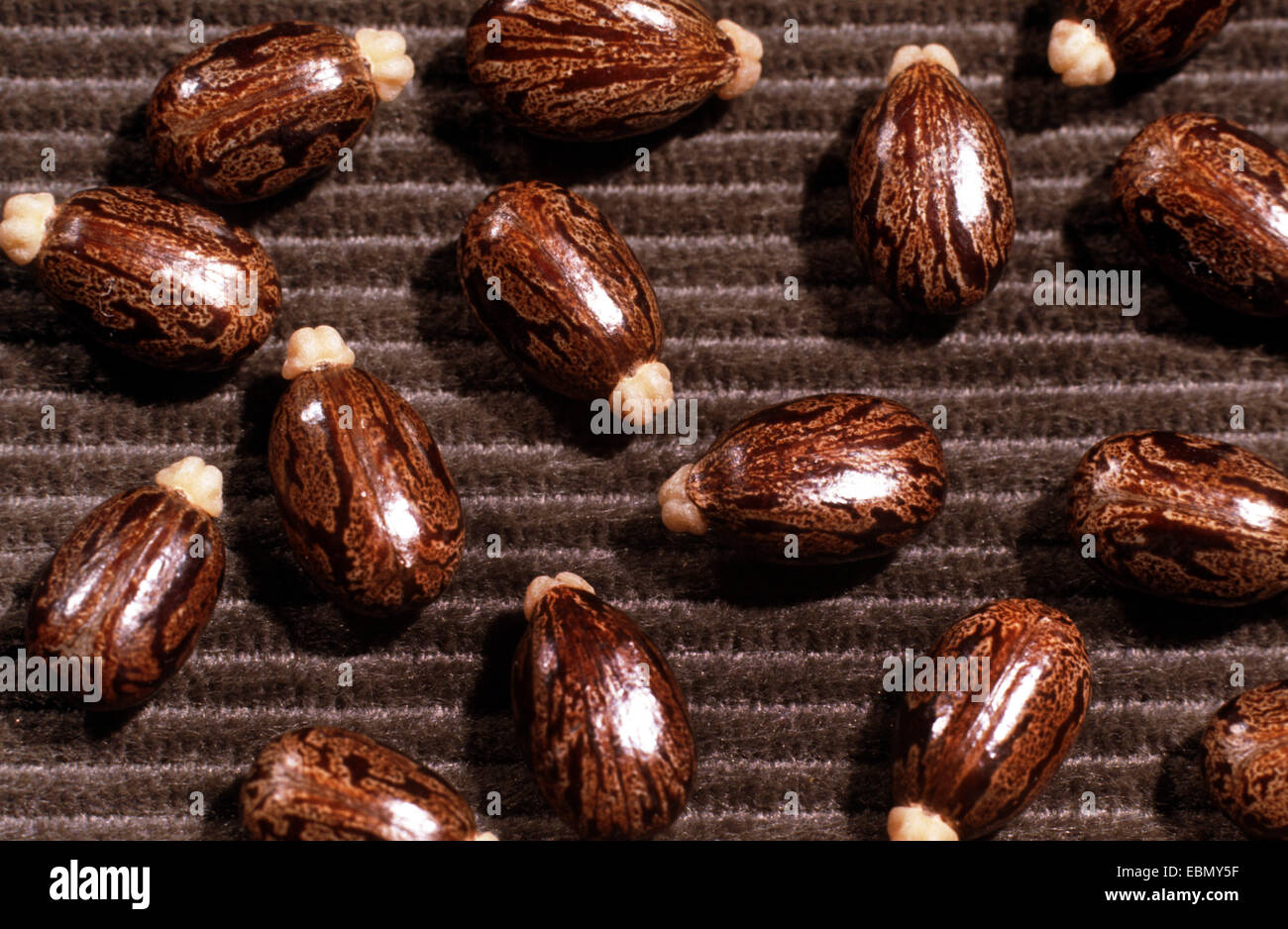 castor-oil plant, castor oil plant, ricin, Castor bean, Castorbean (Ricinus communis), seeds Stock Photo