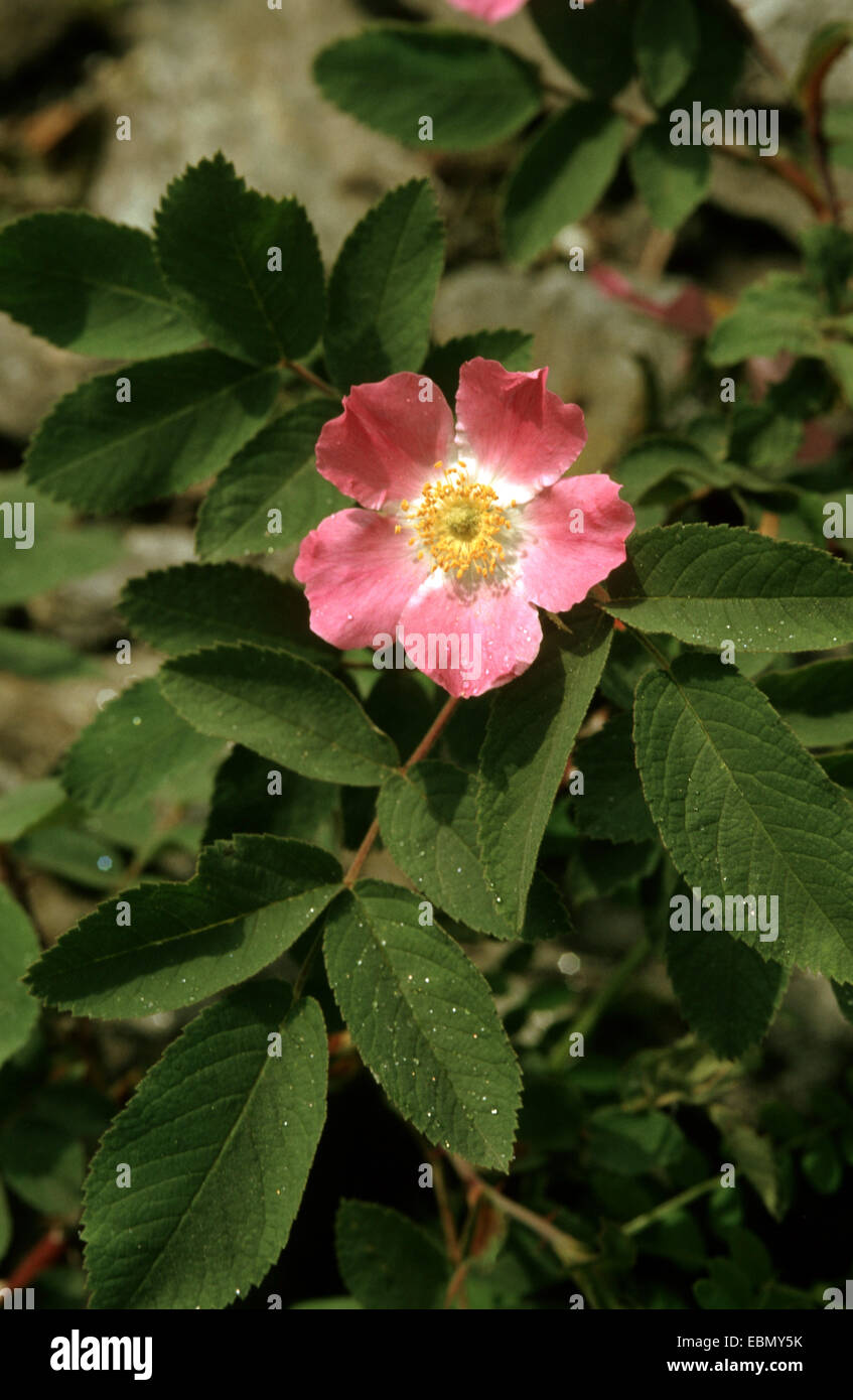 Mountain Rose (Rosa pendulina), blooming, Germany Stock Photo