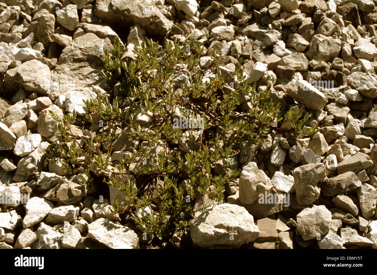 Finely toothed willow (Salix breviserrata), on stony ground Stock Photo