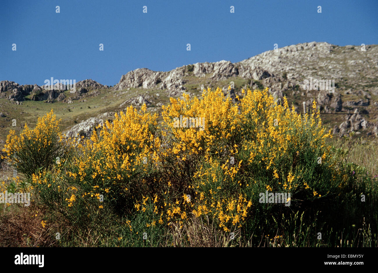 Spanish broom (Spartium junceum), blooming, Spain Stock Photo Alamy
