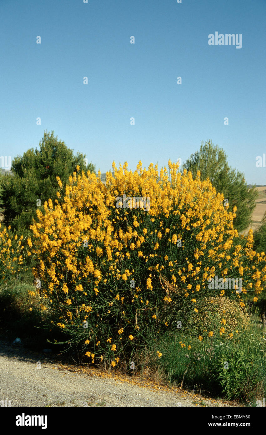 Spanish broom (Spartium junceum), blooming, Spain Stock Photo Alamy