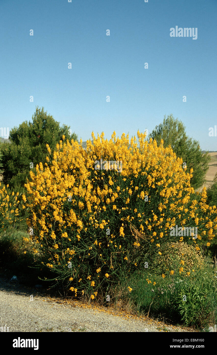 Spanish broom (Spartium junceum), blooming, Spain Stock Photo