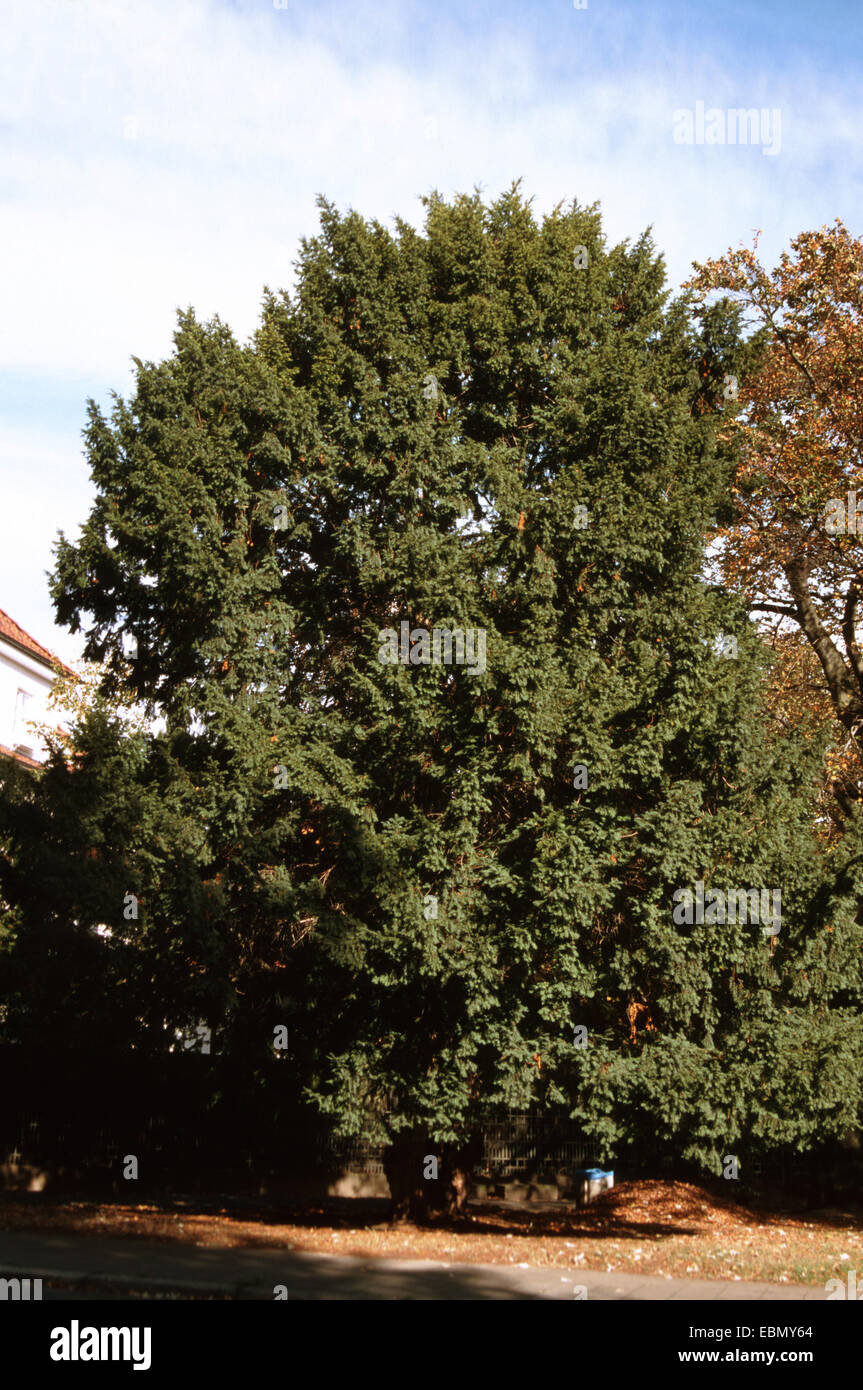 Common yew, English yew, European yew (Taxus baccata), large single individual, Germany Stock Photo