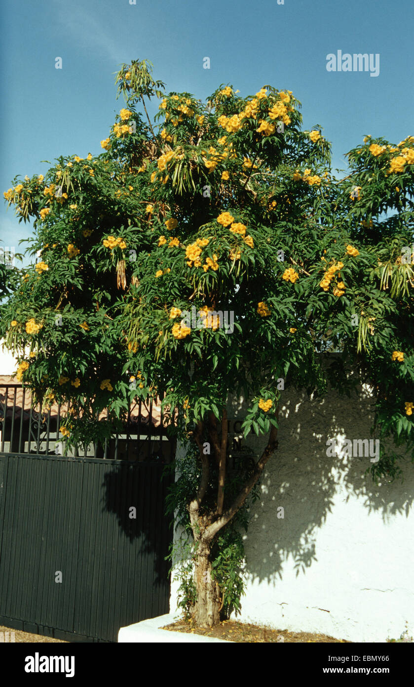 yellow trumpetbush, yellow bells,  yellow elder (Tecoma stans), blooming tree Stock Photo