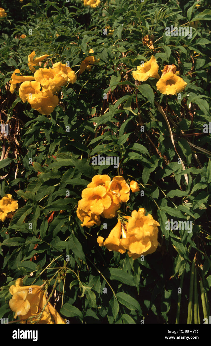 yellow trumpetbush, yellow bells, yellow elder stans), blooming