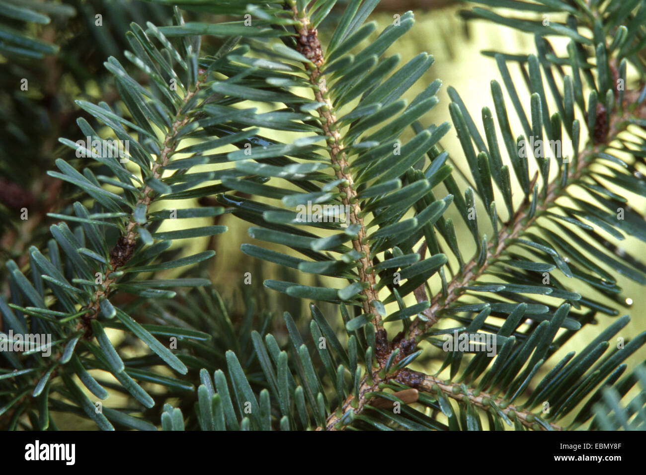 nikko fir (Abies homolepis), branch Stock Photo