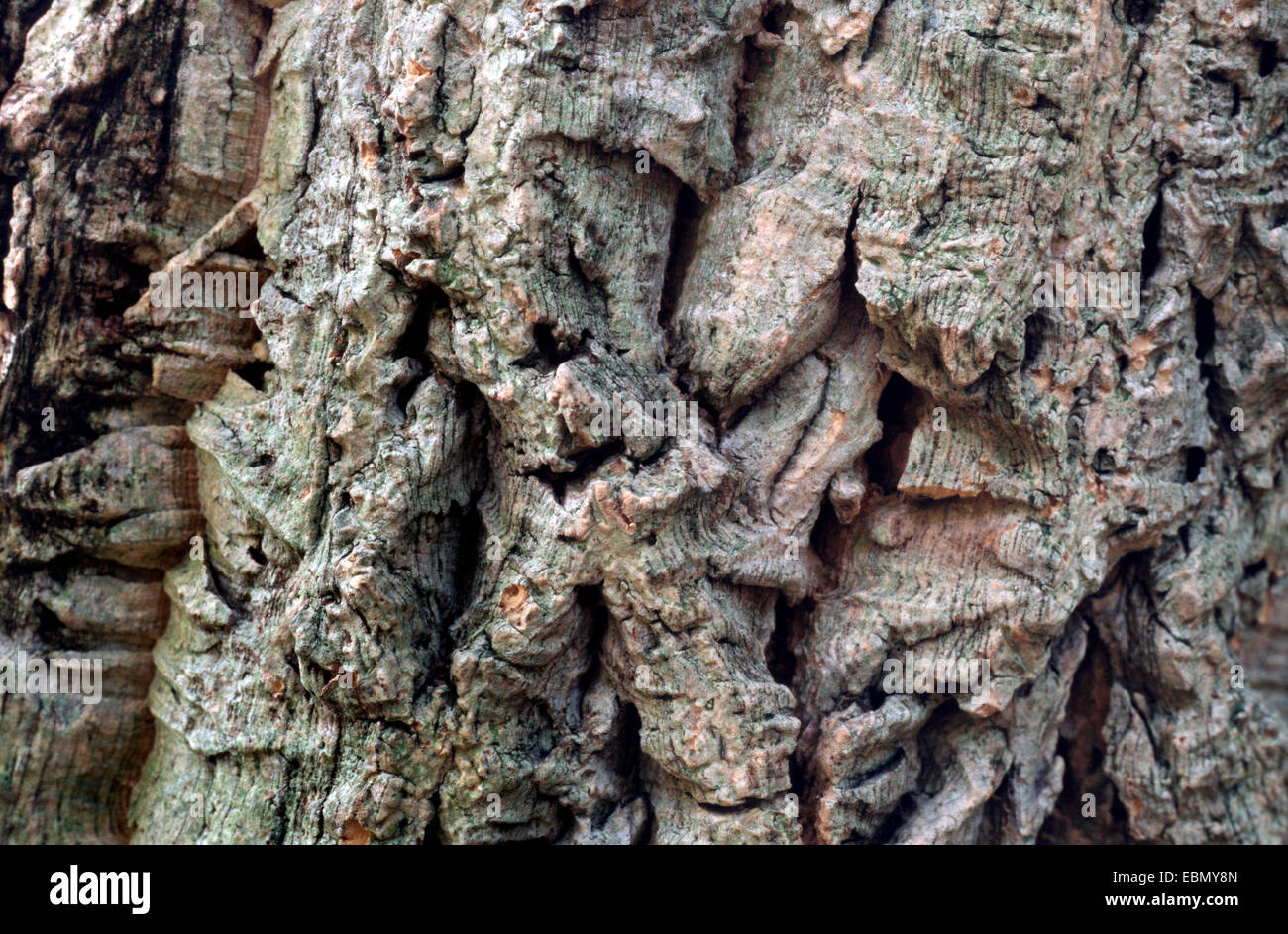 Amur cork tree (Phellodendron amurense), bark Stock Photo - Alamy