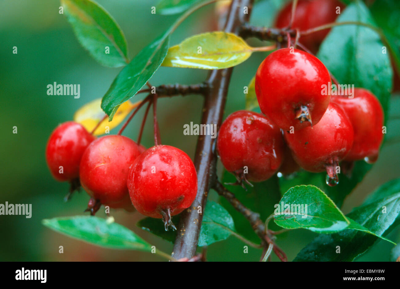 Crabapple (Malus pumila 'Niedzwetzkyana', Malus pumila var. niedzwetzkyana, Malus niedzwetzkyana ), ripe apples Stock Photo