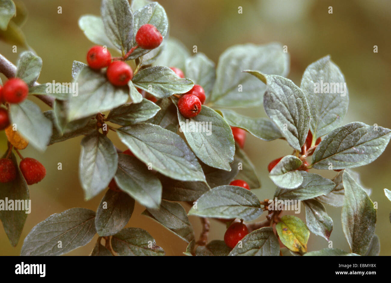 Cranberry Cotoneaster (Cotoneaster apiculatus), twig with fruits Stock Photo