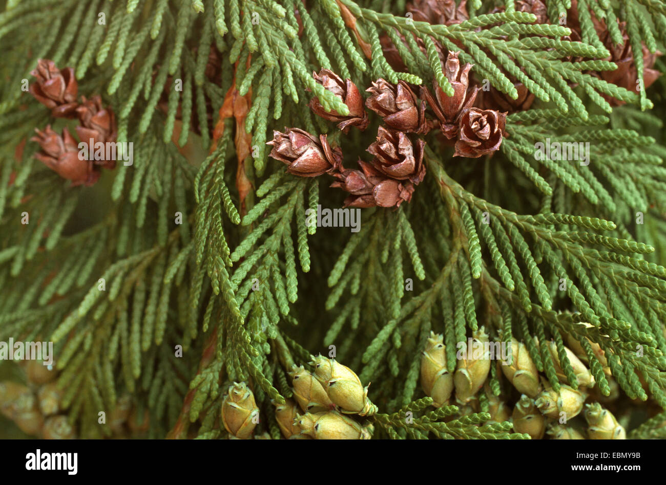 red cedar (Thuja plicata), cones at a branch Stock Photo