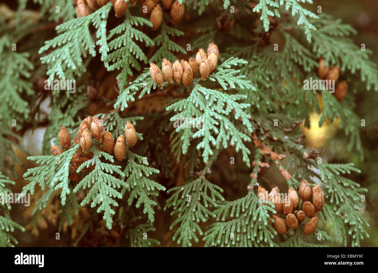 yellow cedar, eastern white cedar (Thuja occidentalis), cones at a branch Stock Photo