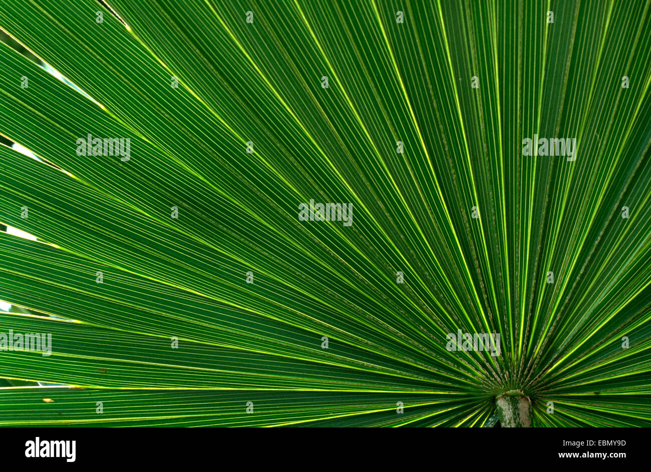 Silver Palm (Coccothrinax radiata), leaf Stock Photo