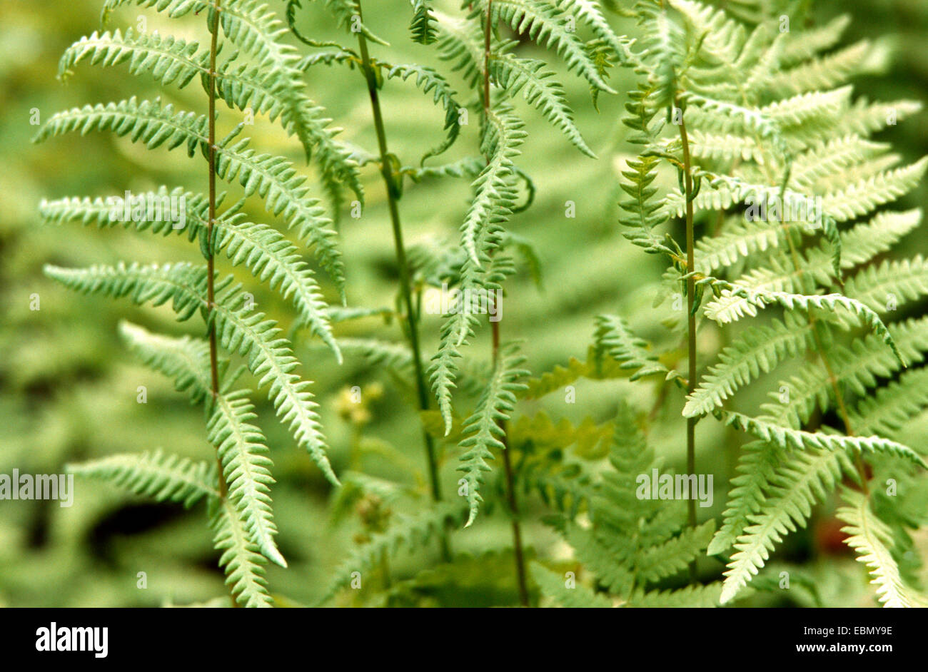 marsh fern (Thelypteris palustris), fronds, Germany Stock Photo