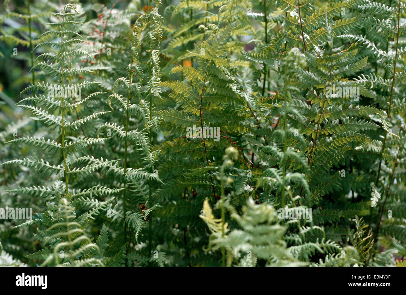 marsh fern (Thelypteris palustris), fronds, Germany Stock Photo