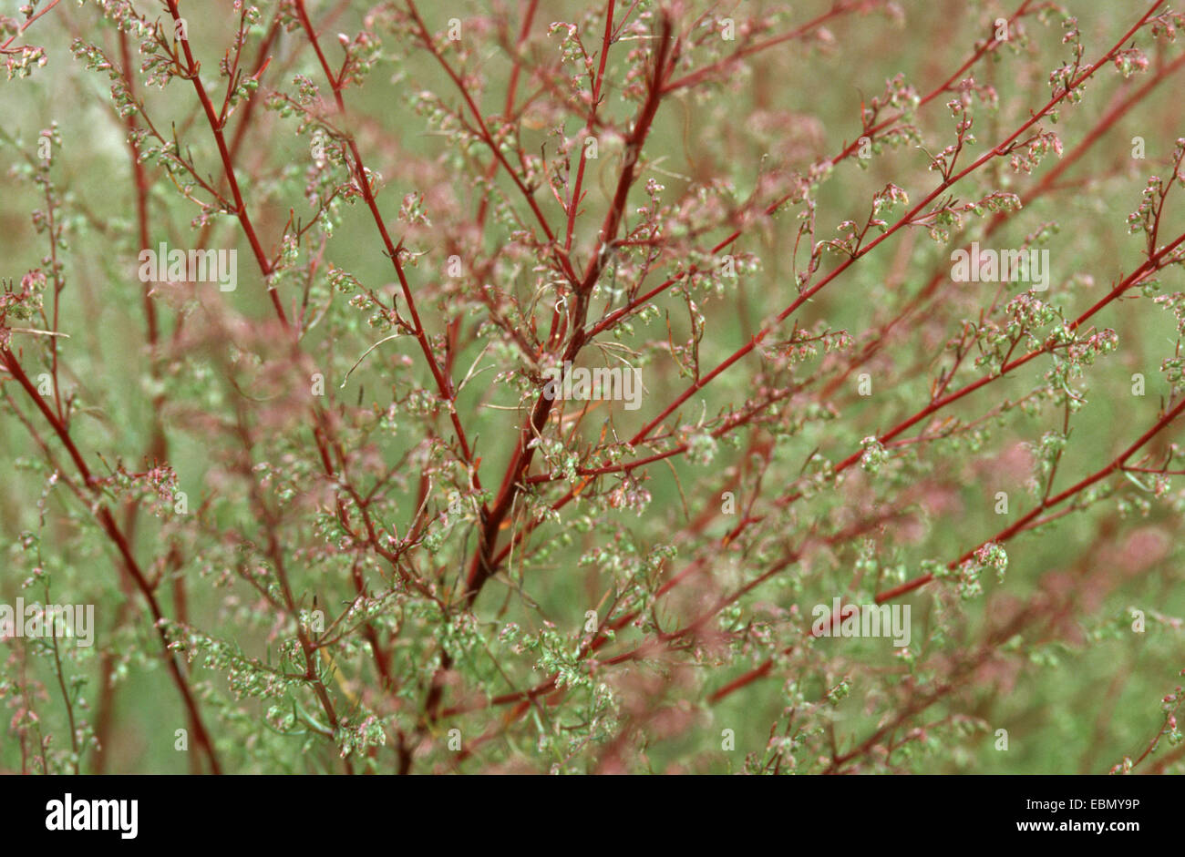 field southernwood (Artemisia campestris), inflorescence Stock Photo