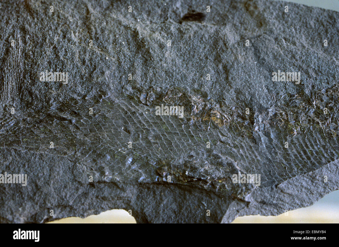 copper slate, Palaeoniscus, Germany, Hesse, Sontra Stock Photo