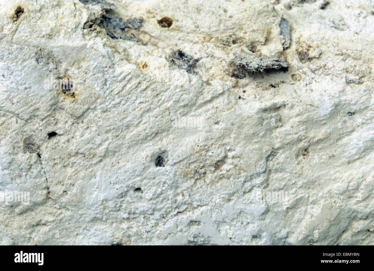 Limnocalcite, Germany, Schleswig-Holstein Stock Photo