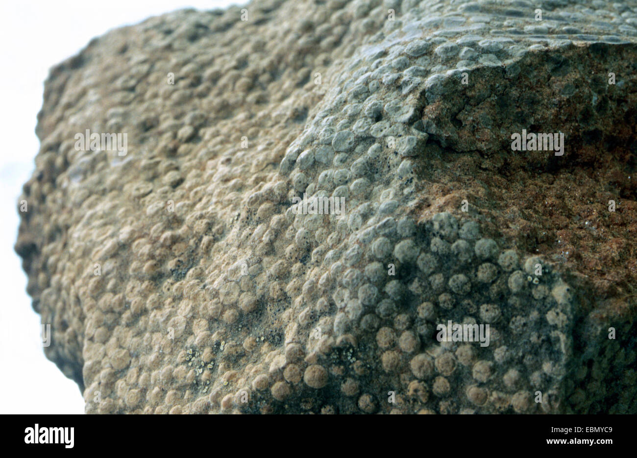 Oolite Oolite