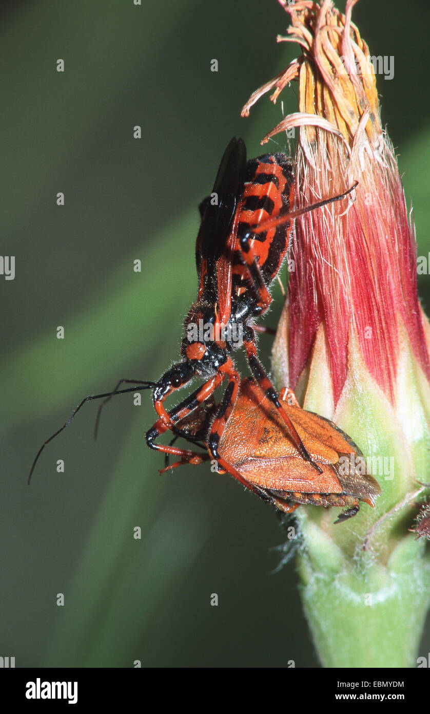 assassin bug (Rhinocoris iracundus), eatig a birch bug Stock Photo