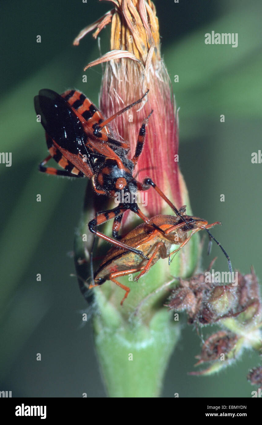 assassin bug (Rhinocoris iracundus), suckling on prey Stock Photo