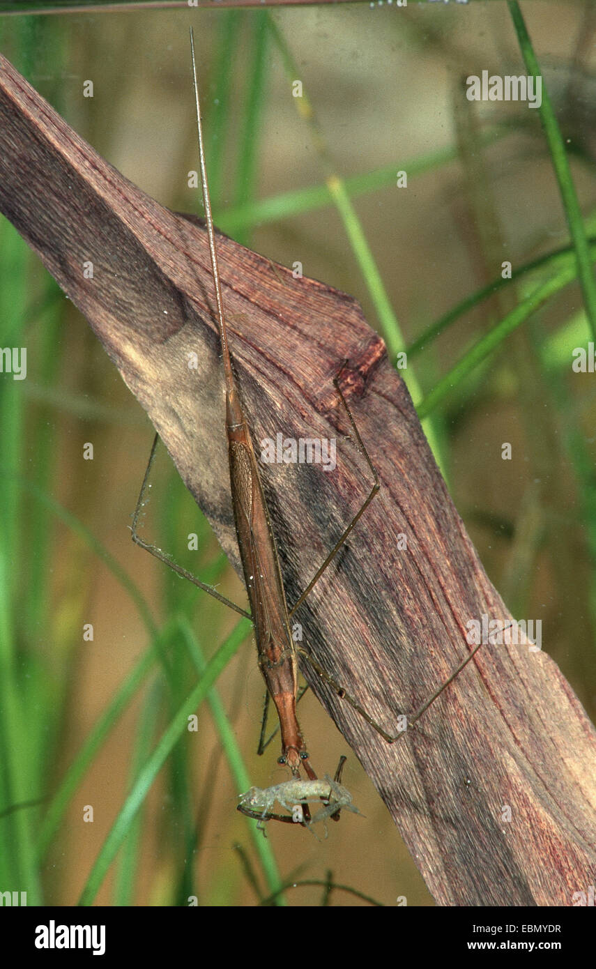 Water Stick Insect, Long-bodied Water Scorpion (Ranatra linearis), with caught larva of  a dragonfly, Germany Stock Photo