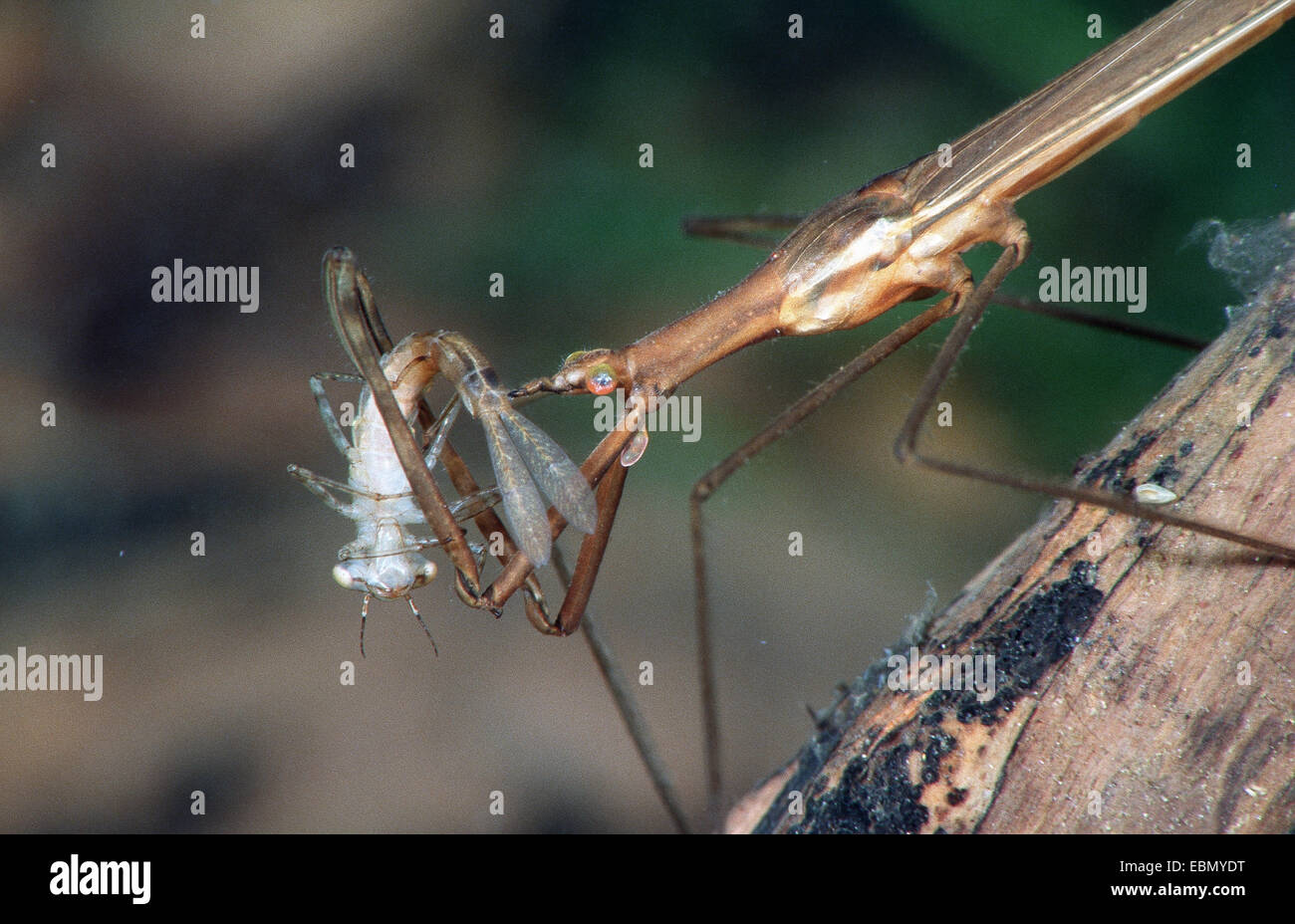 Water Stick Insect, Long-bodied Water Scorpion (Ranatra linearis), suckling on a larva of a dragonfly, Germany Stock Photo