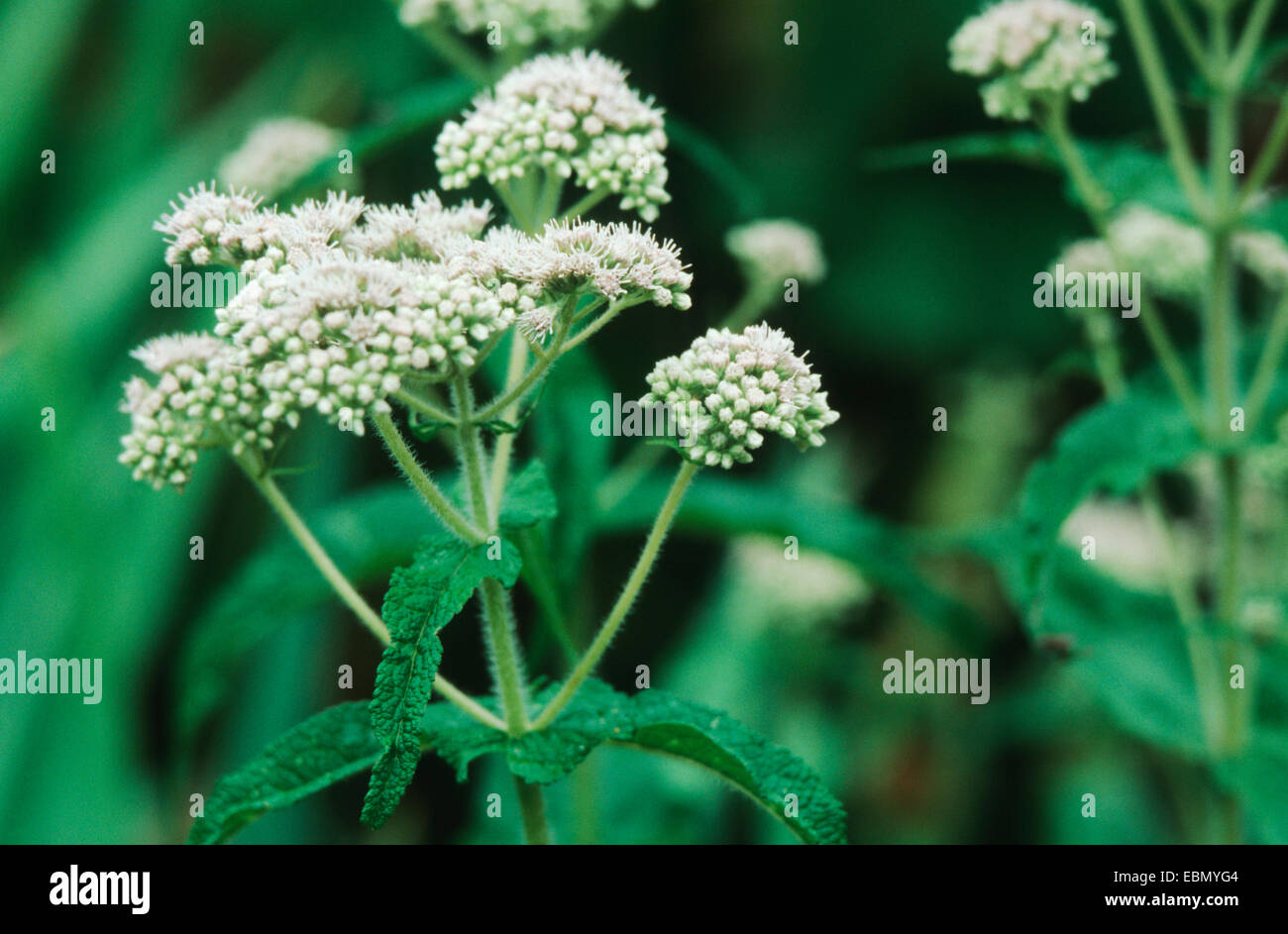 boneset, thoroughwort, common boneset (Eupatorium perfoliatum), blooming plant Stock Photo