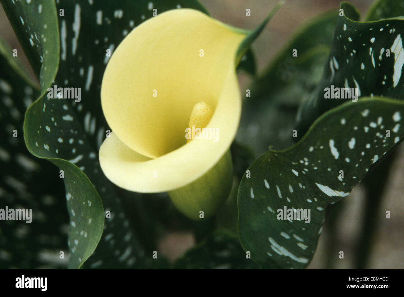 Calla lily hires stock photography and images Alamy