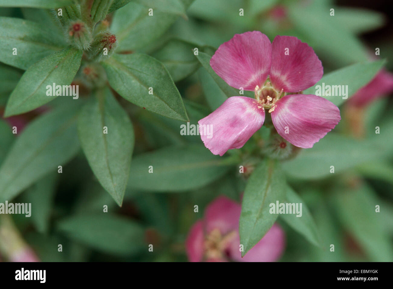 Farewell-to-spring, Godetia (Clarkia amoena, Godetia amoena), blooming Stock Photo