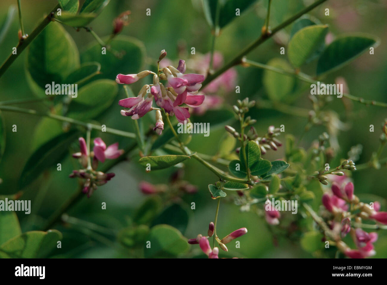 Lespedeza bicolor Bush Clover Bicolor Lespedeza Shrubby Bushclover 50 seeds