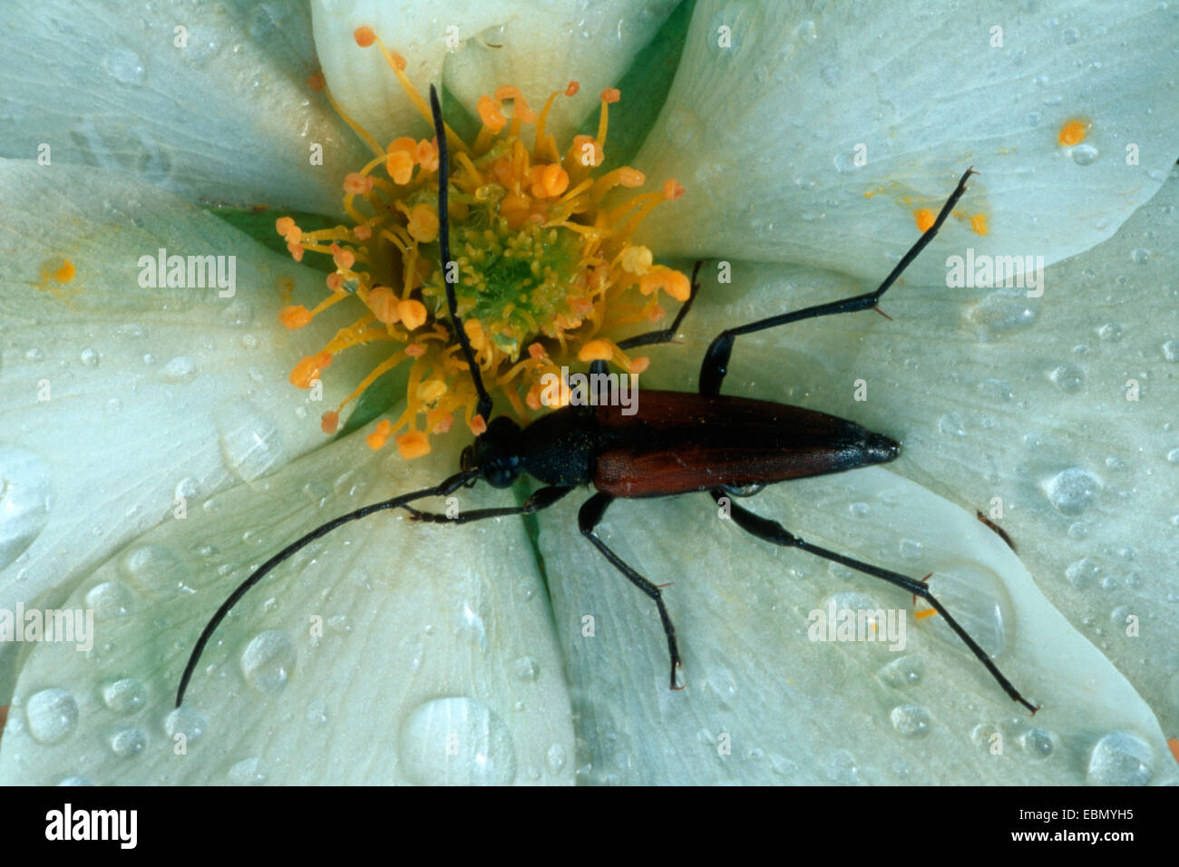 Red Longhorn Beetle (Anoplodera rubra, Stictoleptura rubra, Leptura rubra, Corymbia rubra, Aredolpona rubra), sitting after rain on Dryas, Germany, Bavaria Stock Photo