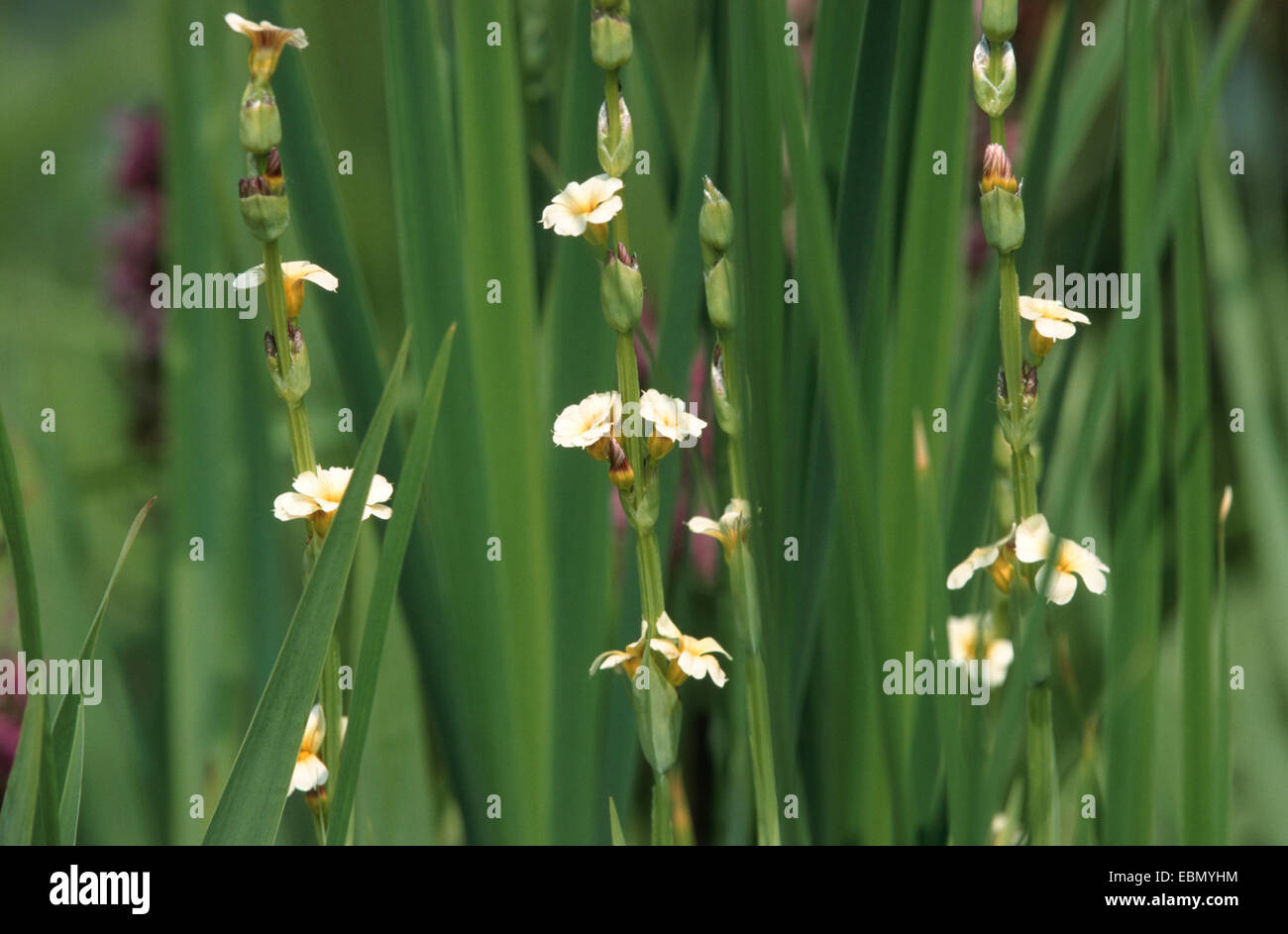 Yellow Eyed Grass, Satin Flower (Sisyrinchium striatum, lsynium nigricans), blooming Stock Photo