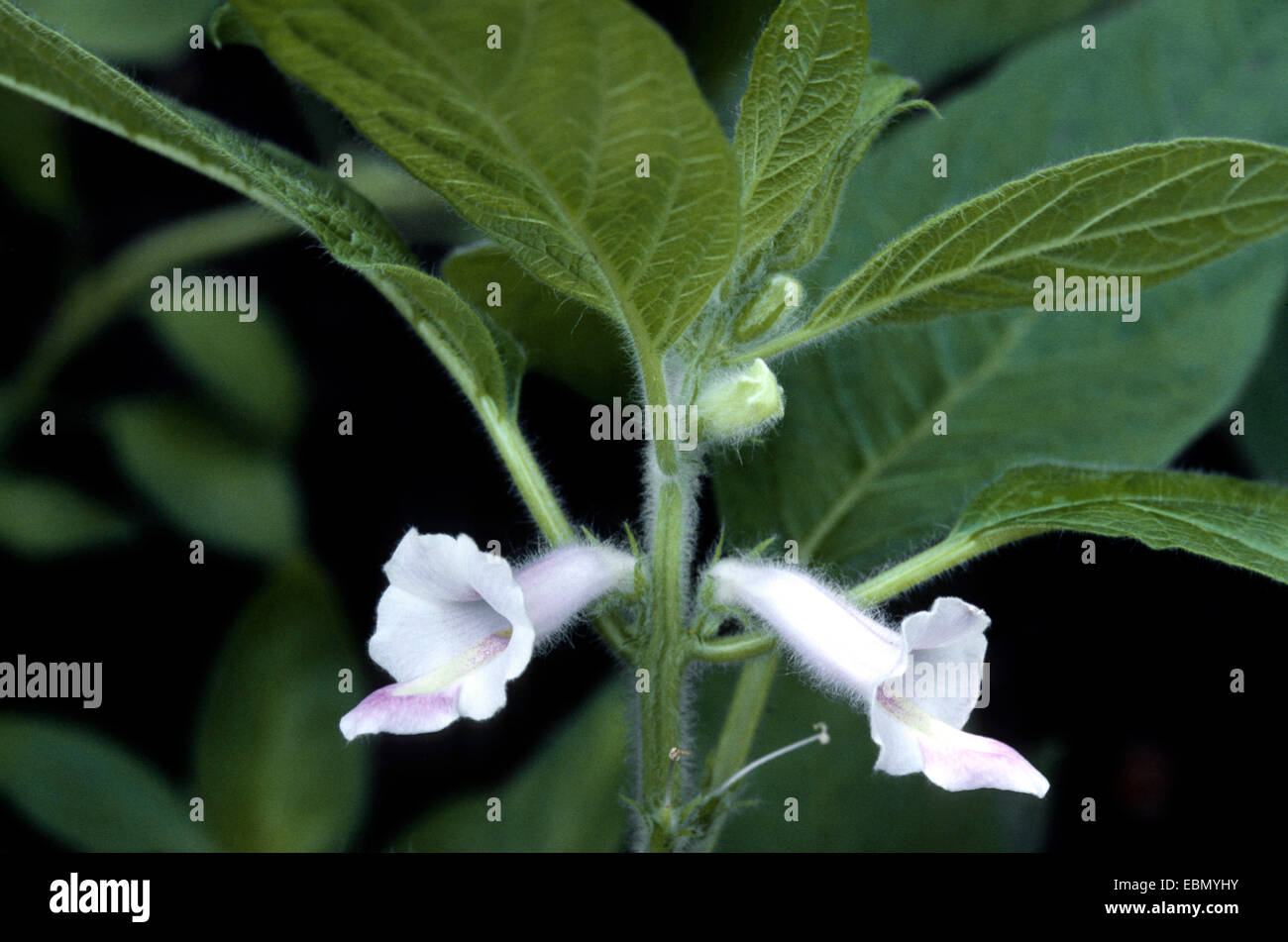 sesamum, sesame (Sesamum indicum), blooming plant Stock Photo