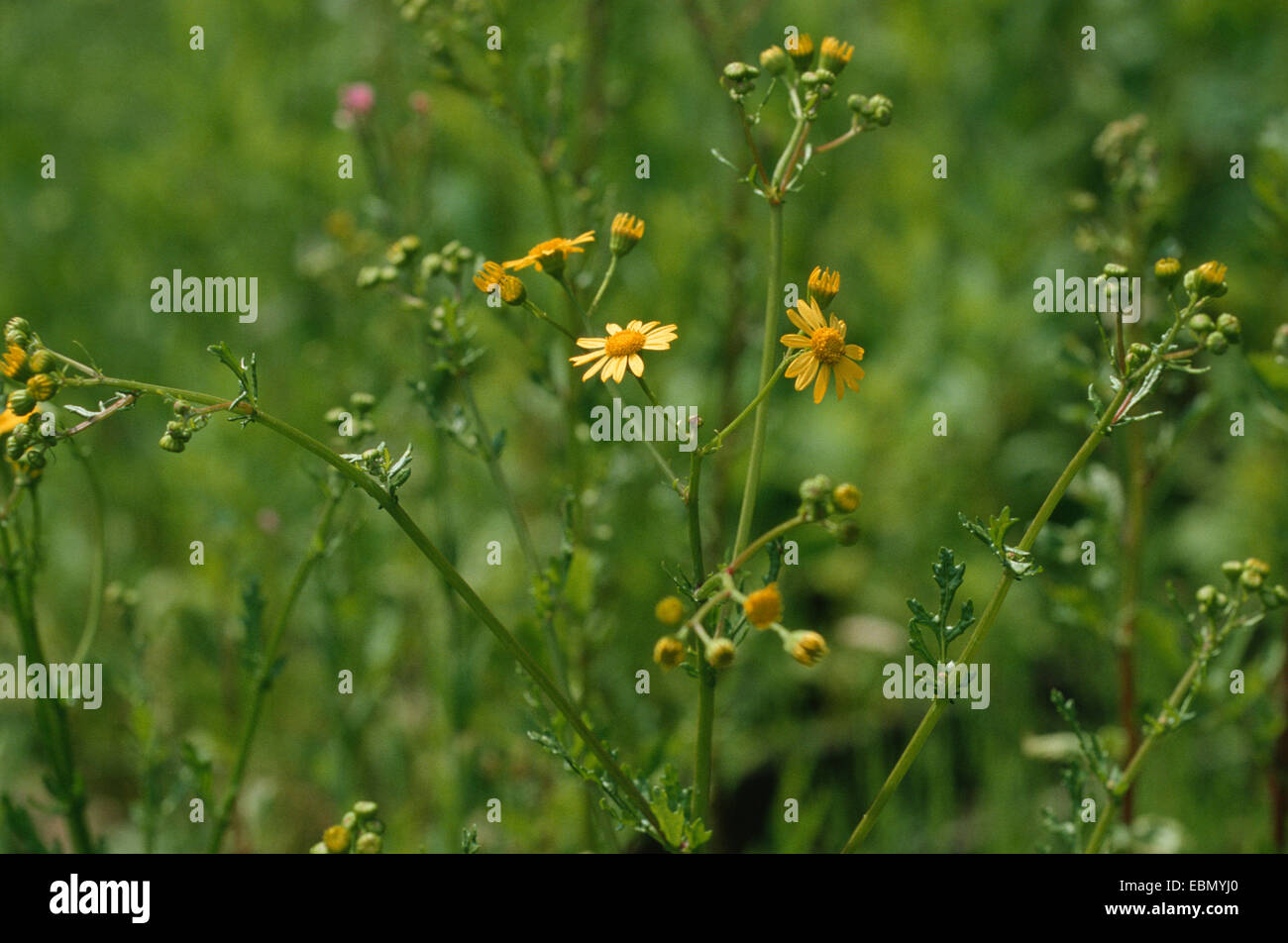 eastern marsh ragwort, marsh ragwort (Senecio aquaticus), inflorescence ...