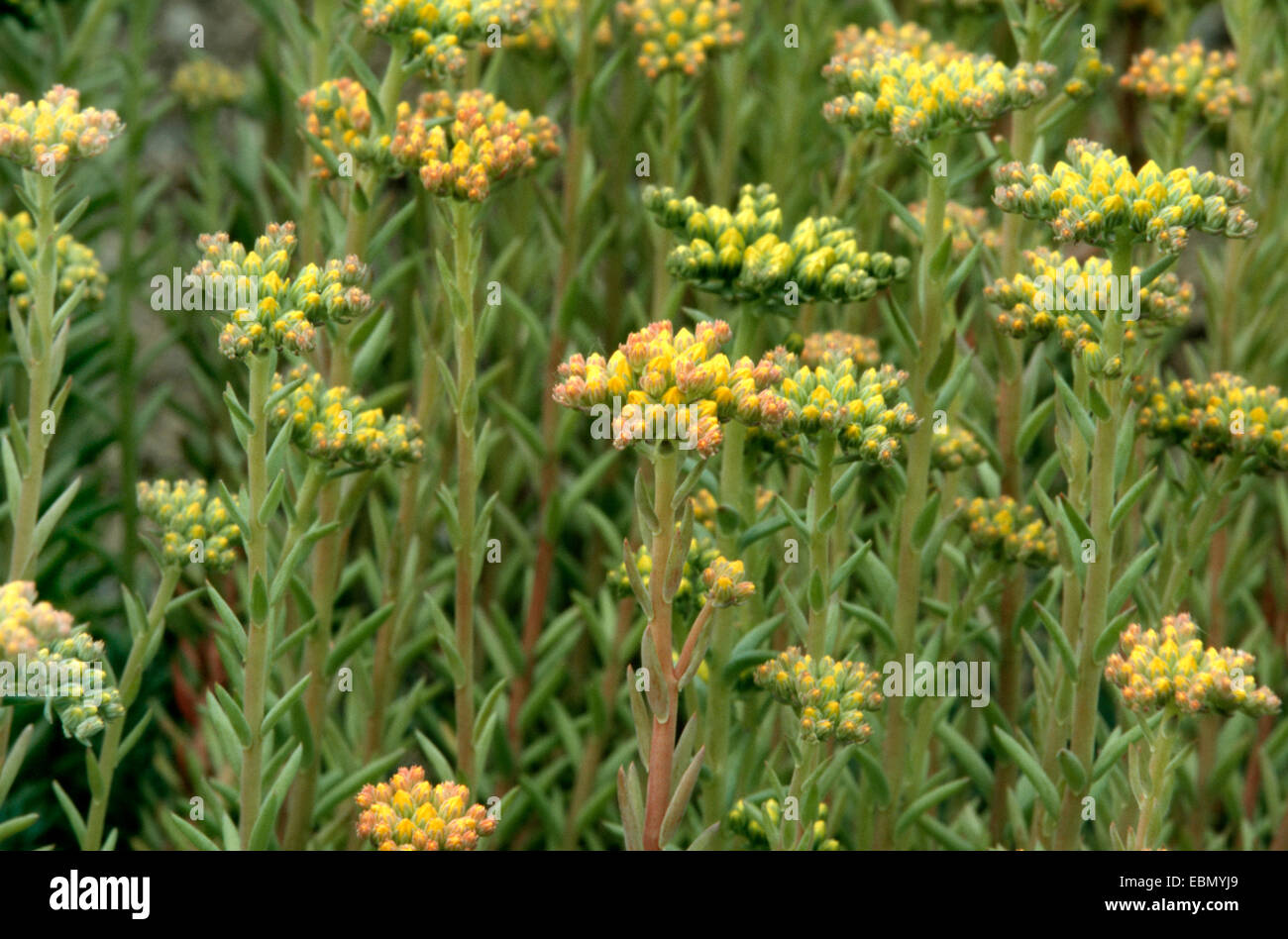 reflexed stonecrop, stone orpine, crooked yellow stonecrop, Jenny's stonecrop (Sedum rupestre, Sedum reflexum), flower buds Stock Photo