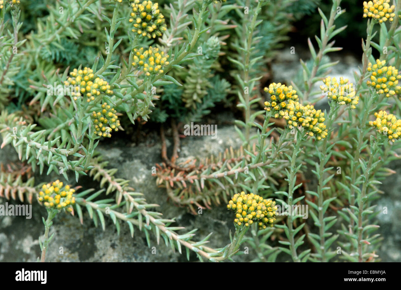 reflexed stonecrop, stone orpine, crooked yellow stonecrop, Jenny's stonecrop (Sedum rupestre, Sedum reflexum), blooming Stock Photo