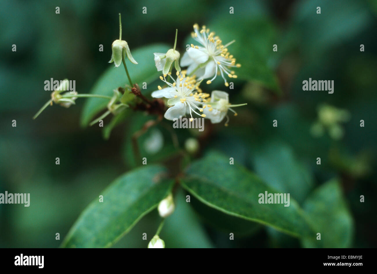 Surinam cherry (Eugenia uniflora), blooming Stock Photo